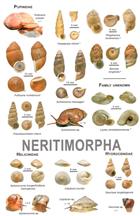 An illustrated guide to the land snails and slugs of Vietnam