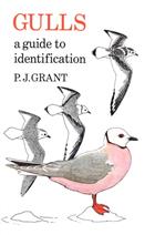 Gulls: a guide to identification