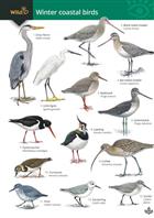 Guide to Winter Coastal Birds (Identification Chart)