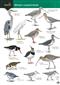 Guide to Winter Coastal Birds (Identification Chart)