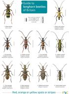A guide to longhorn beetles of Britain (Identification Chart)