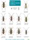 A guide to longhorn beetles of Britain (Identification Chart)