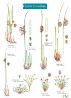 Guide to Rushes (Identification Chart)