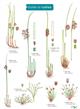 Guide to Rushes (Identification Chart)