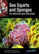 Sea Squirts and Sponges of Britain and Ireland