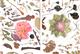 Detail from Herbarium Specimen Painting 2006-2009: (10 Cards)
