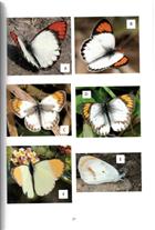 Zephyrus Hairstreaks from China I