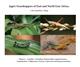 Jago's Grasshoppers of East and North East Africa Vol. 2: Acrididae: from Teratodinae to Eyprepocnemidinae
