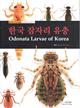 Odonata Larvae or Korea