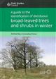 A Guide to the Identification of Deciduous Broad-Leaved Trees and Shrubs in Winter