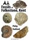 Fossils of Folkestone, Kent