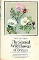 The Scented Wild Flowers of Britain A guide to all British plants with scented flowers, leaves, stems or roots - their history and their uses