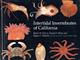 Intertidal Invertebrates of California