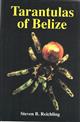 Tarantulas of Belize