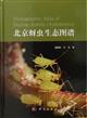 Photographic Atlas of Beijing Aphids (Aphidoidea)