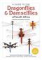 A Guide to the Dragonflies & Damselflies of South Africa