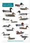 Guide to Ducks, Geese and Swans of Britain and Ireland (Identification Chart)