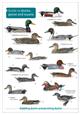Guide to Ducks, Geese and Swans of Britain and Ireland (Identification Chart)
