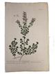Calamentha officinalis. The Common Calamint of the Shops.  Plate 167 from A Curious herbal, containing five hundred cuts, of the most useful plants which are now used in the practice of physick
