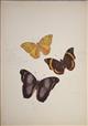 Collection of 30 watercolour drawings of 200 exotic butterflies
