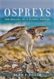 Ospreys: The Revival of a Global Raptor