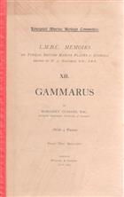 Gammarus