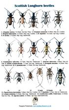 Scottish Longhorn Beetles