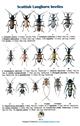 Scottish Longhorn Beetles