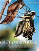 Metamorphosis: Astonishing insect transformations