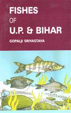 Fishes of U.P. & Bihar