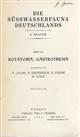 Die Süsswasserfauna Deutschlands. Heft 14: Rotatoria, Gastrotricha