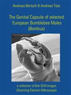 The Genital Capsule of selected European Bumblebee Males (Bombus): a collection of 600 SEM images (Scanning Electron Microscope)