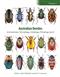Australian Beetles Vol. 2: Archostemata, Myxophaga, Adephaga, Polyphaga (Part)