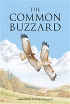 The Common Buzzard