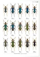 The Longhorn Beetles of Japan I