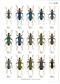 The Longhorn Beetles of Japan I