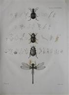  A Description of some Insects which appear to exemplify Mr. William S. MacLeay's Doctrine of Affinity and Analogy