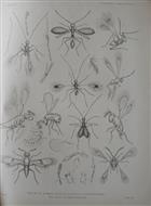 Descriptions of some minute Hymenopterous Insects