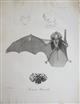 The characters of seven genera of Bats with foliaceous Appendages to the nose