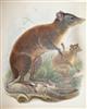 On Hypsiprymnodon, Ramsay, a Genus indicative of a distinct Family (Pleopodidæ) in the Diprotodont Section of the Marsupialia