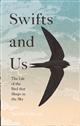 Swifts and Us: The Life of the Bird that Sleeps in the Sky