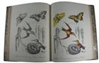 Art of Drawing and Colouring, from Nature, Birds, Beasts, Fishes, and Insects