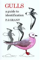 Gulls: A Guide to Identification