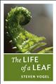 Life of a Leaf