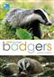 RSPB Spotlight Badgers