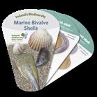 Marine Bivalve Shells