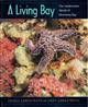 A Living Bay: The Underwater World of Monterey Bay