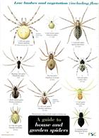 A Guide to House and Garden Spiders (Identification Chart)