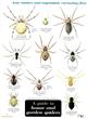 A Guide to House and Garden Spiders (Identification Chart)