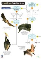 A guide to British bats (Identification Chart)